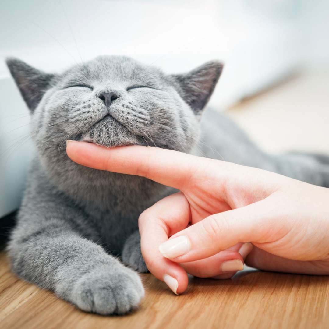 Pet photo 1