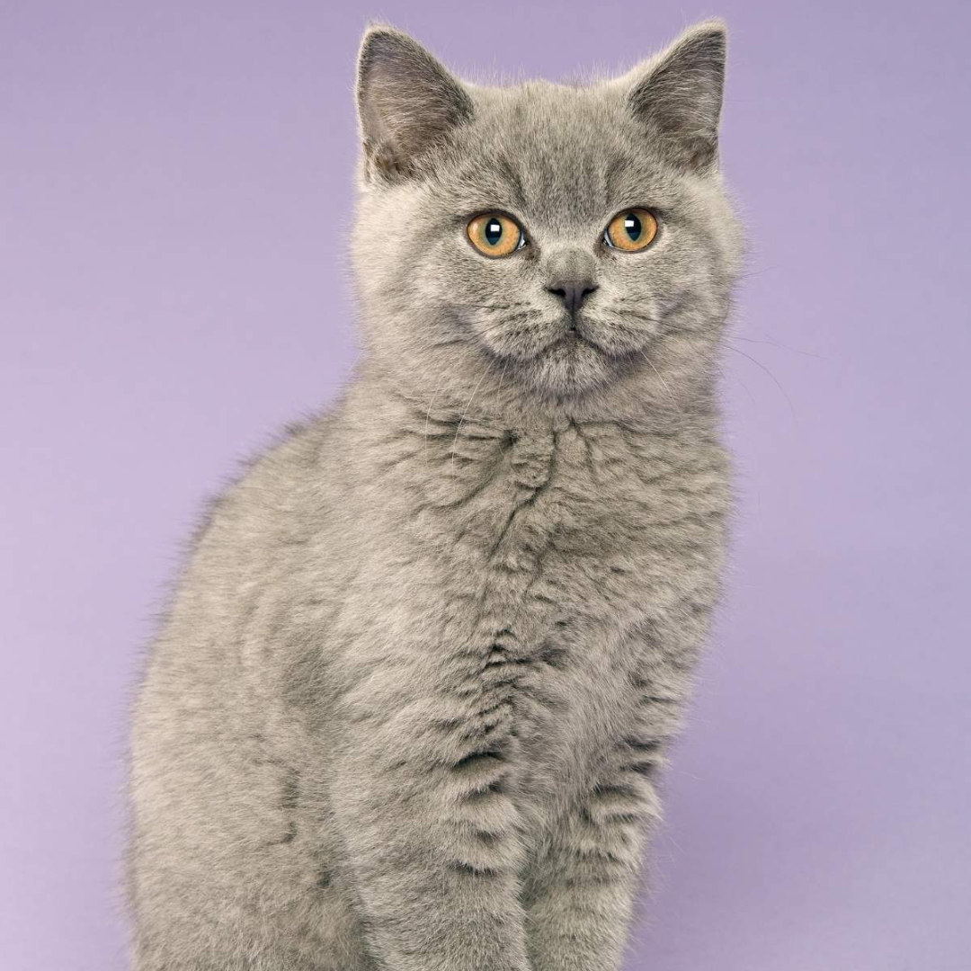 Pet photo 2
