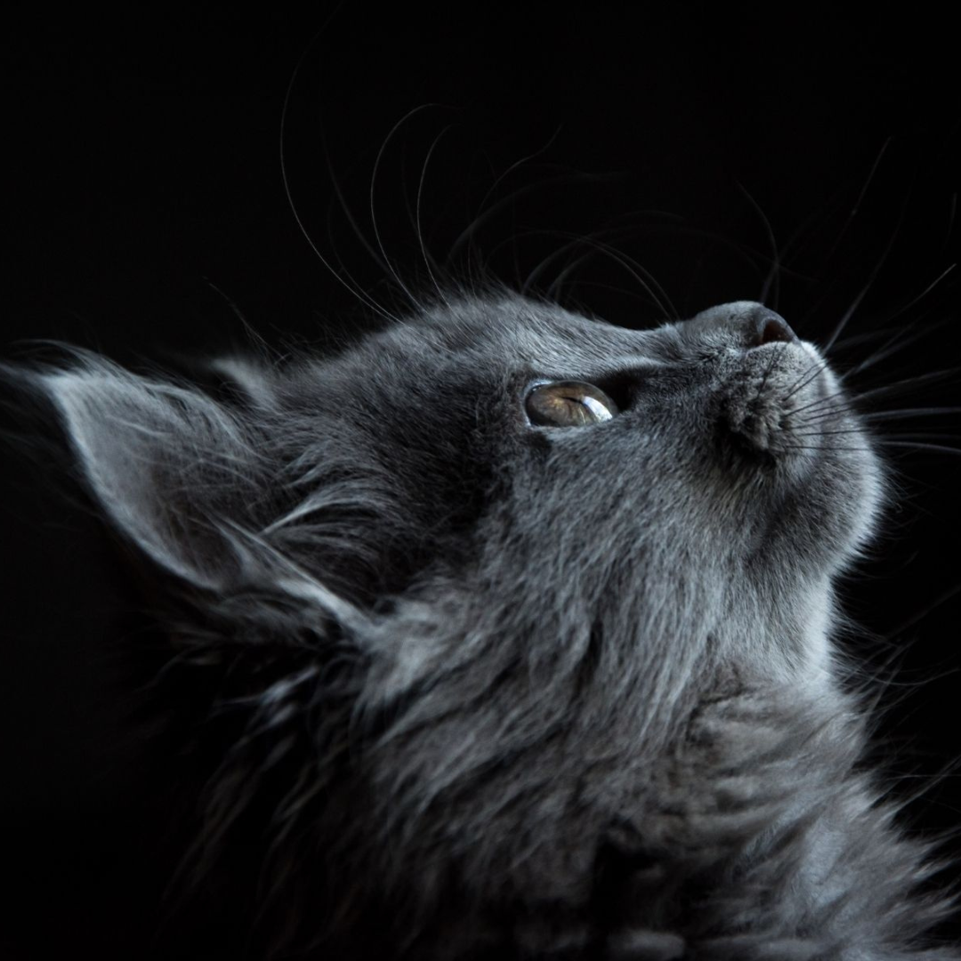 Pet photo 4